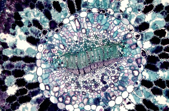 Image d'un cerveau abstrait